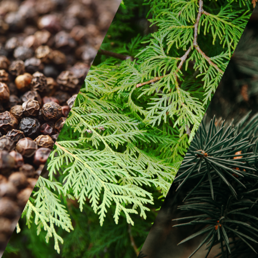 Parfum Noblesse des Bois