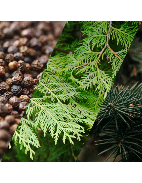 Parfum Noblesse des Bois