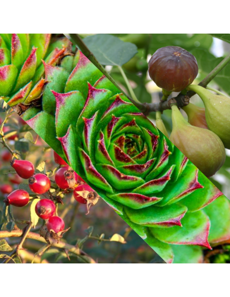 Balsam für rasierten Kopf